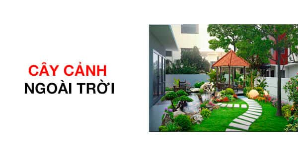 Top 10 Cây Cảnh Ngoài Trời đẹp, Dễ Trồng Nhất | CNSG