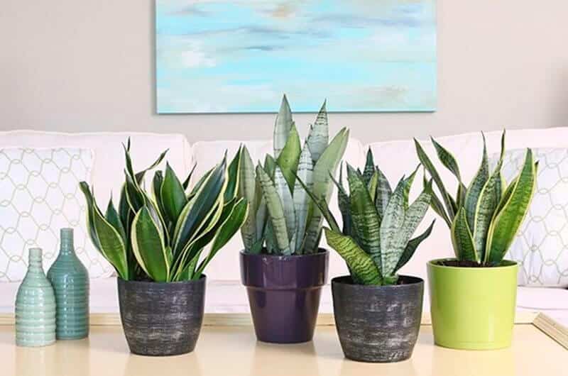 Cây cảnh trong nhà- cây lưỡi hổ