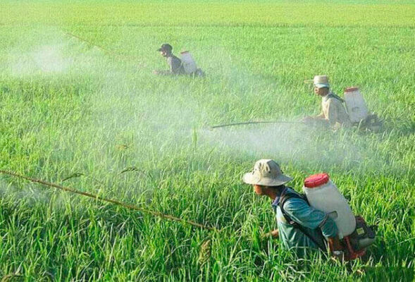 Thực trạng bảo vệ môi trường trong trồng trọt của nước ta hiện nay