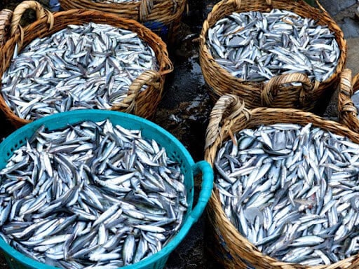 Sử dụng cá lấy từ những nguồn cung cấp đạt chuẩn