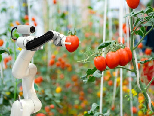 Robot được sử dụng để thu hoạch trái cây tự động