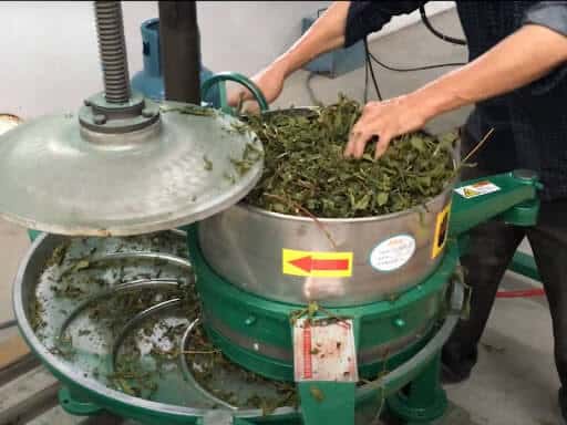 Chè được vò bằng máy sau giai đoạn sao chè (1)